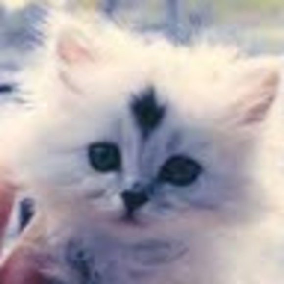 Meet your Posher, Ruby - Picture 1 of 1